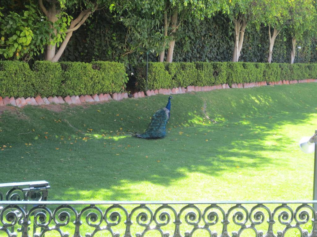 Gran Hotel Hacienda De La Noria Aguascalientes Kültér fotó Peacock at the residence